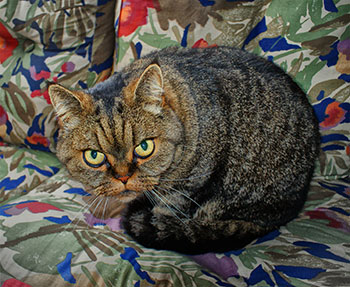 Katze