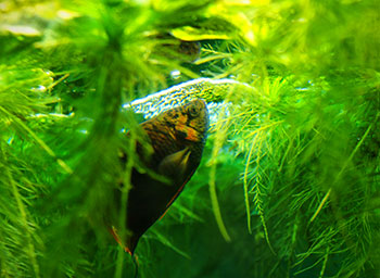 Paradiesfisch (Makropoden) in Vietnam